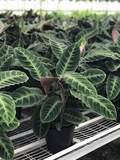 Warscewiczii Calathea